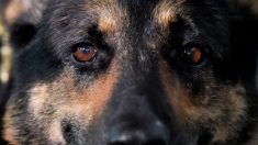 Power, un chien de l’équipe cynophile de Mars meurt à la suite d’un empoisonnement