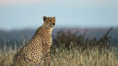 Le guépard saharien, disparu depuis plus de 10 ans, réapparaît dans le grand sud algérien