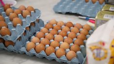 Rappel : plus de 500 000 œufs vendus en supermarchés contaminés par des salmonelles