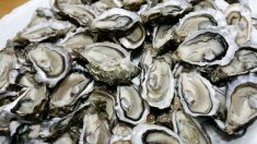 Gironde : tous les coquillages du bassin d’Arcachon interdits de consommation
