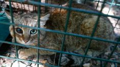 Piégeage de chats: victime d’insultes et de menaces, le patron des chasseurs affirme « ne jamais avoir évoqué le fait de tuer un chat »