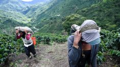 La pandémie raréfie la main d’oeuvre pour la récolte du café en Colombie