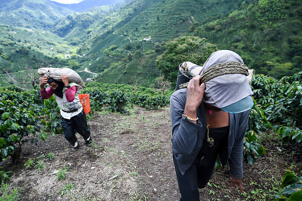 - Des autochtones, travaillent dans des plantations de café dans une ville conservatrice du centre-ouest de la Colombie. Photo de Raul ARBOLEDA / AFP via Getty Images.