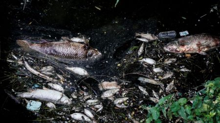Une sucrerie française accusée d’avoir provoqué la mort de plusieurs dizaines de tonnes de poisson en Belgique