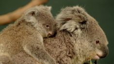 [Vidéo] Naissance d’un premier bébé koala dans un parc animalier en Australie depuis les terribles incendies