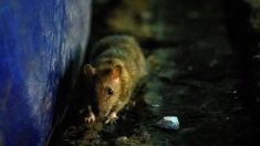 Hong Kong : une dizaine de personnes atteintes par une hépatite transmise par des rats