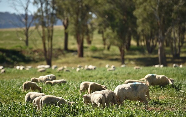 -Des moutons se nourrissent d'herbe luxuriante sur la propriété de l'agriculteur australien Kevin Tongue près de la ville rurale de Tamworth, à 450 kilomètres au nord-ouest de Sydney. Le coronavirus a posé de nouveaux défis aux agriculteurs australiens frappés par la sécheresse, les inondations et les feux de brousse, mais les précipitations soutenues et les pousses vertes fraîches font espérer des temps meilleurs. Photo de PETER PARKS / AFP via Getty Images.