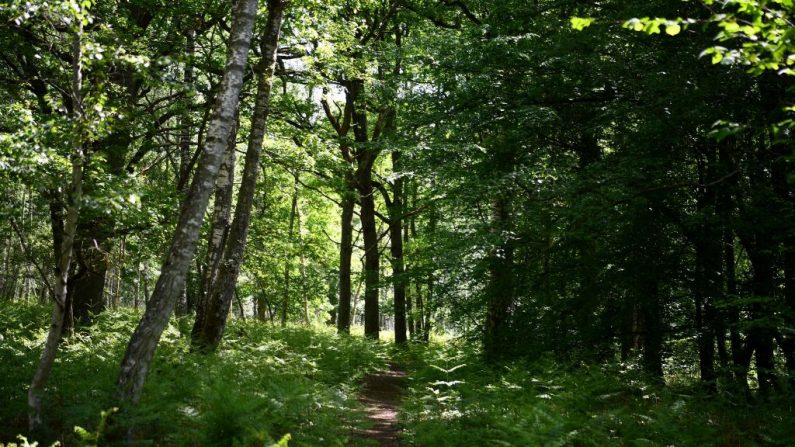 Une photo prise le 7 mai 2020 montre un sentier menant à la forêt de "Rochefort" fermée au public jusqu'à nouvel ordre, à Rochefort-en-Yvelines, près de Paris. (Photo by FRANCK FIFE/AFP via Getty Images)