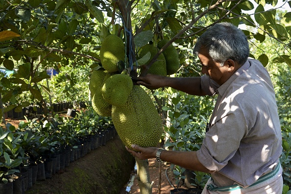 -Varghese Tharakkan récolte le fruit du jacquier dans un verger de sa ferme d'Ayur à Thrissur dans le sud de l'État indien du Kerala le 12 janvier 2020. Photo ARUN SANKAR / AFP via Getty Images.