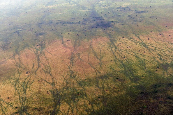 -Une vue aérienne de l'entrelacement des chemins de migration des antilopes à travers le paysage entre les parcs nationaux de Boma et de Badingilo, couvrant une superficie estimée à 37 500 km2, est vue le 4 février 2020. Photo de TONY KARUMBA / AFP via Getty Images.