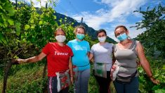 De la Roumanie à l’Italie, en avion pour le travail dans les vignes