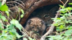 [Photos] Naissance de trois bébés lynx au parc animalier de Sainte-Croix en Lorraine