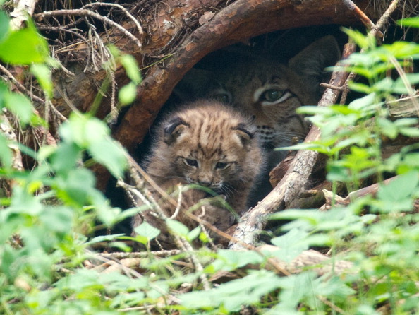 Image d'illustration : un bébé lynx âgé de 3 semaines en compagnie de sa mère (PATRICK PLEUL/AFP/GettyImages)