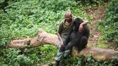 Congo : les gardes qui veillent sur le parc des Virunga se font assassiner les uns après les autres