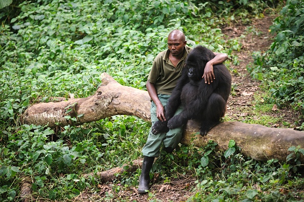 Le parc des Virunga est connu pour sa population de gorilles des montagnes. (PHIL MOORE/AFP via Getty Images)