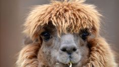 Le lama pourrait produire des anticorps capables de bloquer le coronavirus