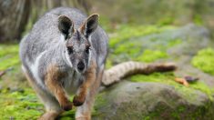 Haute-Vienne : un wallaby en fuite depuis deux semaines, ses propriétaires le recherchent toujours