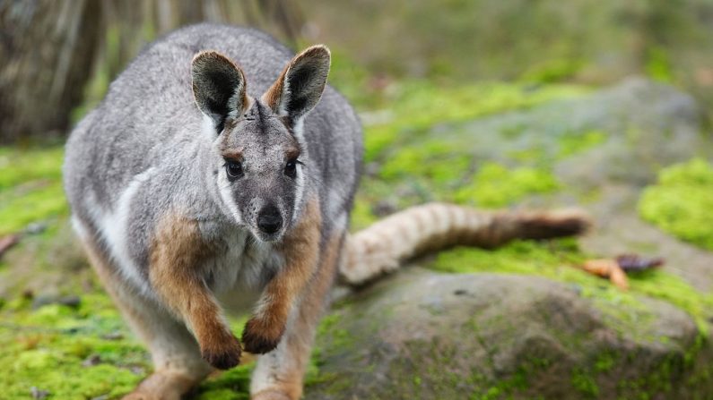 Un wallaby (illustration)  (SEBASTIEN BOZON/AFP via Getty Images)