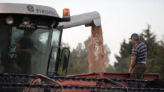 Emploi : 600 emplois saisonniers disponibles dans une grande coopérative agricole du sud de la France