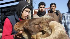 Maroc : un Français condamné à de la prison ferme pour avoir foncé volontairement sur un troupeau de moutons