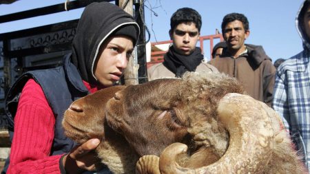 Maroc : un Français condamné à de la prison ferme pour avoir foncé volontairement sur un troupeau de moutons