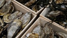 Charente-Maritime : les huîtres recherchent désespérément des consommateurs, conséquence de la crise sanitaire