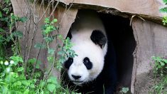 Première naissance d’un panda géant aux Pays-Bas