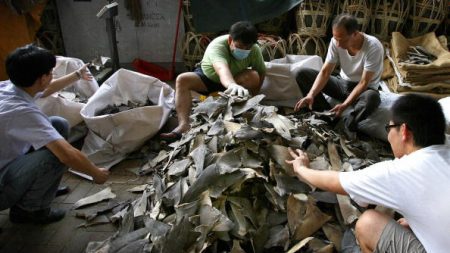 26 tonnes d’ailerons de requins saisis par la douane à Hong Kong
