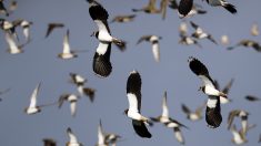 France: en Bretagne, le déconfinement menace les oiseaux du littoral