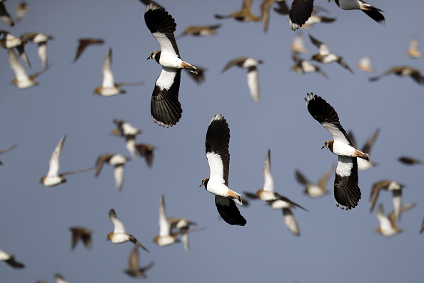 -Illustration- Avec le confinement la nature a repris ses droits les oiseaux se sont réinstallés sur le littoral. Photo de Dan Kitwood / Getty Images.
