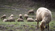 Indre : le déconfinement quelque peu anticipé par un troupeau de moutons