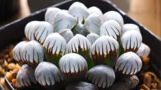 L’haworthia : une plante succulente transparente ressemblant à de minuscules opales qui peut illuminer votre intérieur