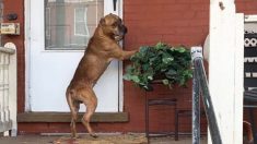 Un chien au cœur brisé attend sur le porche après le départ de sa famille, jusqu’à ce qu’une étrangère gagne son cœur