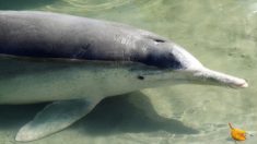 Un dauphin à bosse sauvage apporte des cadeaux en corail du fond de l’océan aux visiteurs en Australie