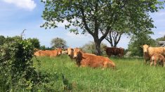 Charente-Maritime – Un agriculteur au bout du rouleau : « C’est foutu, je n’ai plus la force de continuer »