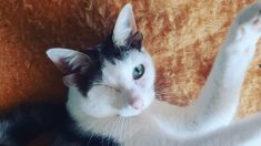 Un chaton sans abri, né avec quatre oreilles et un œil, trouvé sous une maison, obtient une seconde chance