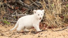 Un lionceau à fourrure blanche du fait d’une anomalie génétique, a été observé avec ses parents dans la réserve naturelle Kruger