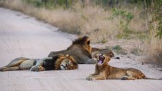 Des lions profitent de la fermeture du safari, en raison du Covid, pour faire une sieste au milieu de la route dans le parc national Kruger
