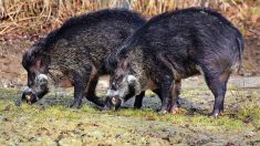 Vosges : onze sangliers retrouvés morts dans un fossé – les chasseurs dénoncent « un comportement extrémiste »
