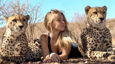 Une fille élevée avec des guépards s’occupe de leur rendre la santé
