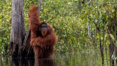 Un photographe prend une photo rare et hilarante d’un orang-outan se baignant dans un fleuve en Indonésie