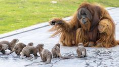Des orangs-outans se lient d’amitié avec un groupe de loutres au zoo dans le cadre d’un programme d’enrichissement, les photos sont adorables
