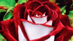 La rare rose Osiria bicolore « n’est pas une arnaque », mais elle est habituellement difficile à cultiver