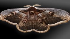 Bretagne : le plus grand papillon de nuit d’Europe vu au sud du Morbihan