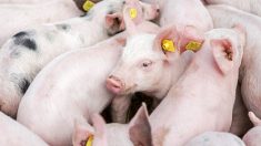 Des millions de porcs risquent l’euthanasie, alors que les usines de viande américaines restent non opérationnelles