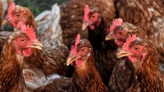 Côte-d’Or : 220 poules pondeuses volées dans une exploitation bio à Auxonne