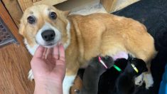 Une chienne corgi sauvée d’une usine à chiots «adopte» une portée de pitbulls abandonnés comme s’ils étaient les siens