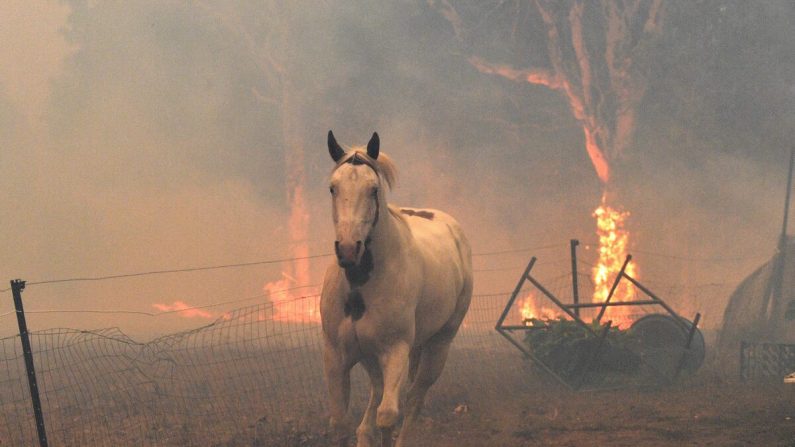 Un cheval tente de s'éloigner des feux de brousse voisins dans une propriété résidentielle près de la ville de Nowra, dans l'État australien de Nouvelle-Galles du Sud, le 31 décembre 2019. (Saeed Khan/ AFP)