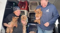 Une femme lance un projet de sauvetage de chiens d’usine et sauve plus de 15.000 chiens «retraités» de leur captivité