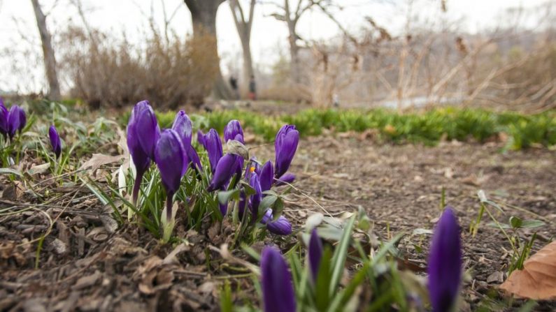 Le printemps à Central Park, N.Y., le 27 mars 2014. (Samira Bouaou/The Epoch Times) 